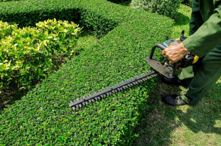 hedge trimming services Auckland